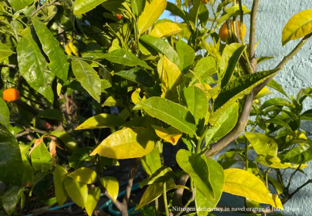 Nitrogen deficiency symptoms in Robertson navel orange citrus by Judy Quan