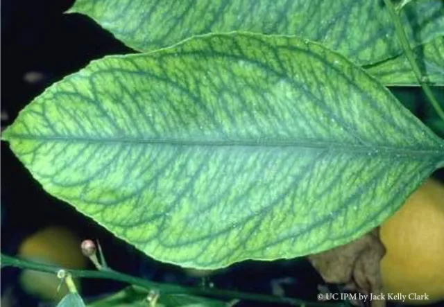 Iron deficiency symptoms on young citrus leaves ©UC IPM Jack Kelly Clark