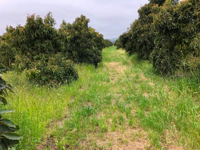 Image 2. Weedy avocado after the rain