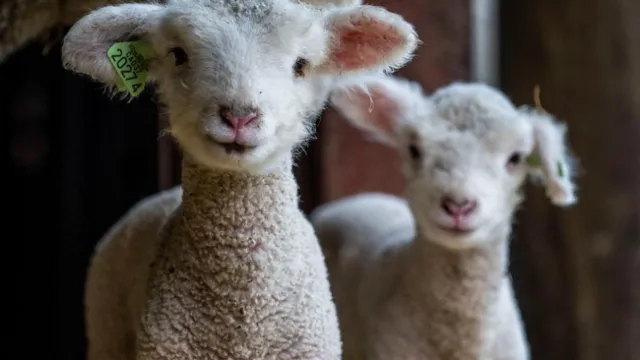 El agroturismo es una actividad en constante crecimiento que ha ganado popularidad día a día. La visita a los ranchos con el propósito de conocer a los animales se ha convertido en una práctica altamente demandada y valorada por los turistas.