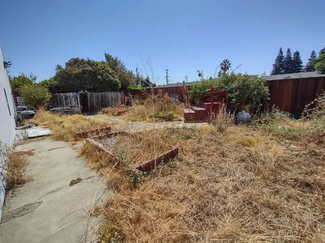 Dry, overgrown plants in planter boxes