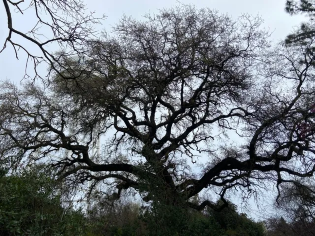 photo by Lorie Hammond