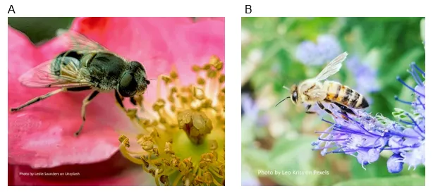 Two Flying insects on flowers pictures