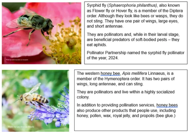 Flying insects and words