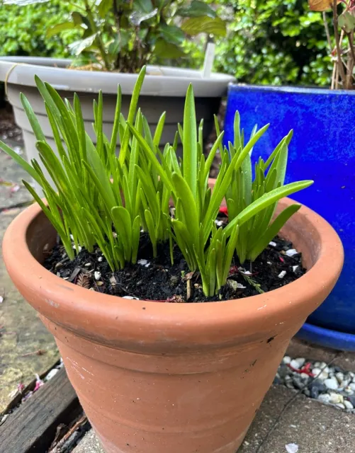 Crocus. photos by Joy Humphrey