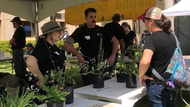 Doctoral candidate Matt Fatino, center, is one of the 'weed doctors' who will be available during Picnic Day 2024 to answer people's questions about the pesky plants growing in their lawns, fields and pastures. Whitney Brim-DeForest, left, is a Department of Plant Sciences graduate and expert in rice-field weeds who now is the UC Cooperative Extension County Director for Sutter and Yuba counties. (UC Davis)
