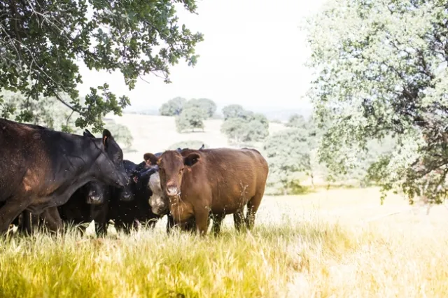 Los investigadores, incluyendo a científicos de UC Davis y UC ANR, hicieron un cálculo de las emisiones de gases de efecto invernadero de las vacas que consumen vegetación que en su lugar ardería durante incendios forestales. Fotografía por Elena Zhukova