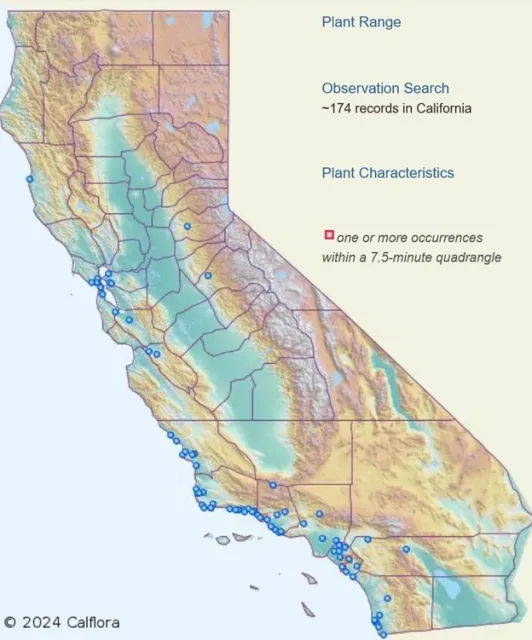 Calflora map. The blue dots are distribution of Pennisetum villosum (Cenchrus longisetus): feathertop.