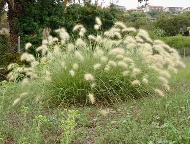 Feathertop (© 2023 Ron Vanderhoff - Calflora)