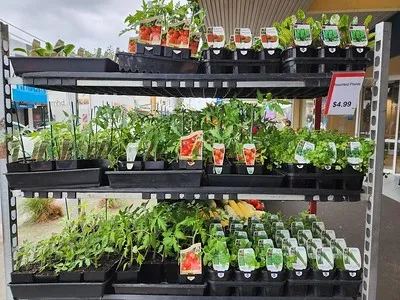 Cell packs of peppers, squash, tomatoes and eggplant can still be planted. Make sure they get enough water and do not dry out. (Photo: Flickr, CC BY-NC 2.0 DEED214)