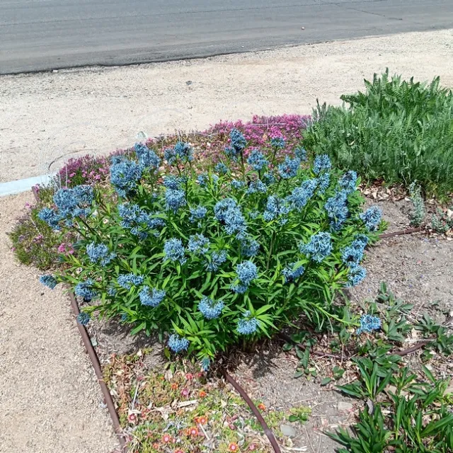 Amsonia Blue Ice in Bishop.