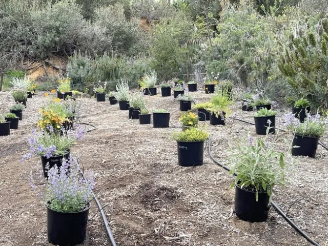 Research plot to evaluate bee attractiveness