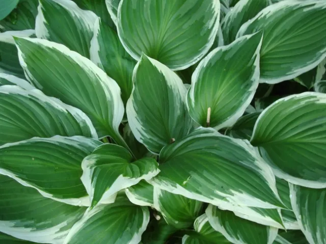 Hostas (Hosta plantaginea) are shade garden classics. Most varieties prefer moist, rich soil