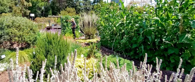 Lake Merritt Trials Garden (Photo credit: Alison Limoges)