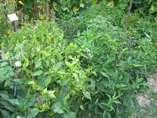 Our trials garden (Photo credit: Birgitt Evans)