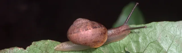 brown garden snail 1