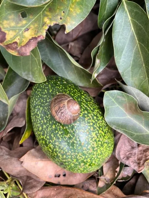 avocado snail