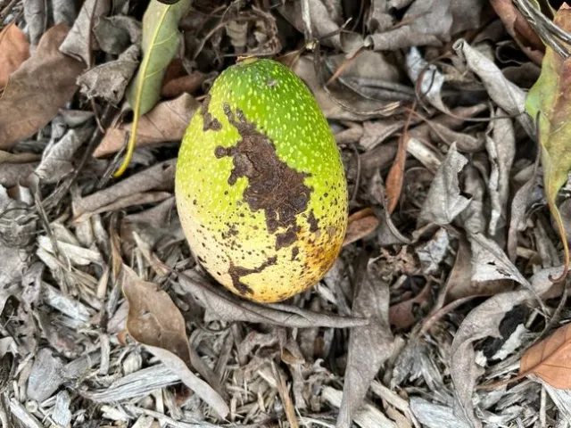 avocado snail damage