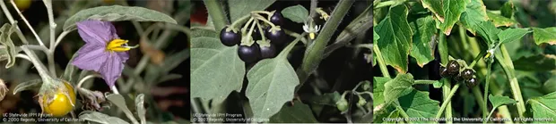 Figure 1. From left to right: Silverleaf nightshade (Solanum elaegnifolium), Black nightshade (Solanum nigrum), Hairy nightshade (Solanum physalifolium). Weeds in the nightshade family can be found in orchards and in annual crops. Silverleaf nightshade produces silver green leaves, violet flowers, and yellow berries. Black and hairy nightshades produce white flowers and black berries. UC IPM.