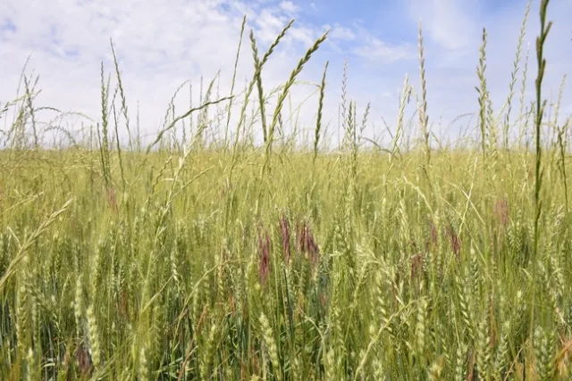 Downybrome, Italian ryegrass, winter wheat