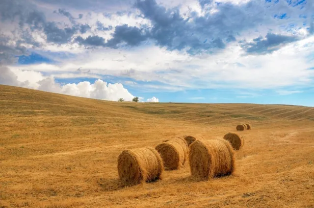 Hay bales