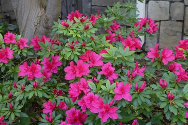 A stunning azalea in full bloom. Michelle Graydon