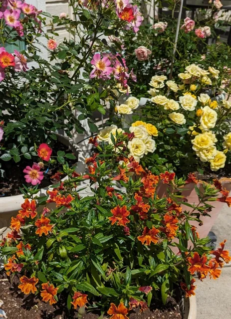 Roses in pots with native mimulus flowers