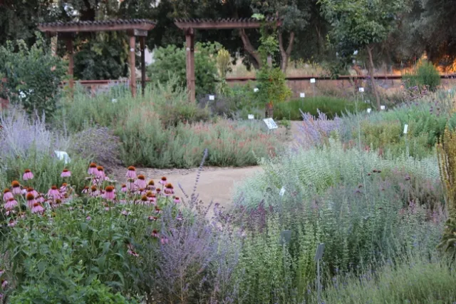 View of the UC Davis Bee Haven in June