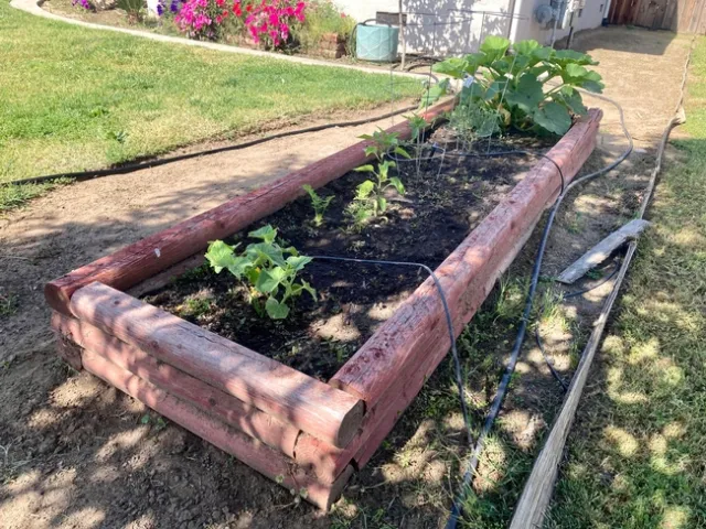 Converting a vegetable garden to drip irrigation conserves water. (Photo: Jeannette Warnert)