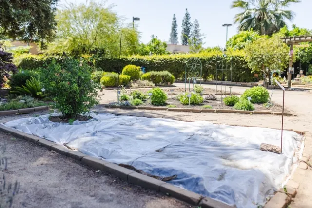 The plot at the Master Gardeners' Garden of the Sun undergoing soil solarization. To preserve a plant in the area to be solarized, as shown in the picture, cut a circle (about 18 inches in diameter) around the plant, recognizing that weeds and that weeds and other pests won't be killed in that area. (Photo: Sarah del Pozo)
