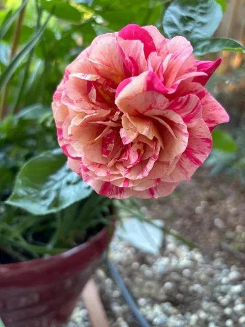 Frida Kahlo photos by Joy Humphrey