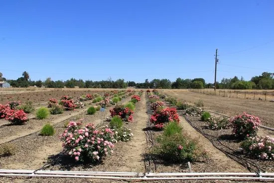 Rows of landscape plants.
