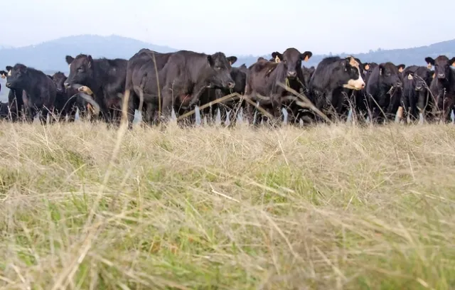Para entender mejor los patrones individuales de pastoreo, un grupo de investigadores fue al Centro de Investigacion y Extension Sierra Foothill de UC en Browns Valley y rastrearon 50 vacas de carne que portaban collares con localizadores GPS. Fotografía de archivo por Ray Lucas.