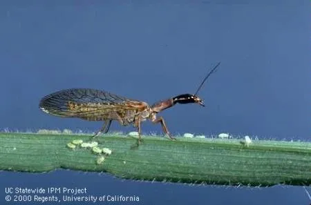 snakefly adult