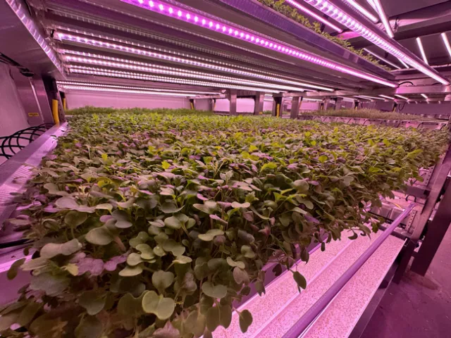 Beds of microgreens reflect the pink glow of overhead greenhouse lights.