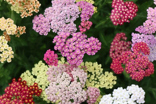 Yarrow is an easy to grow, low maintenance, water thrifty plant that provides food for pollinators. Common Yarrow ((Achillea millefolia) is white or cream color