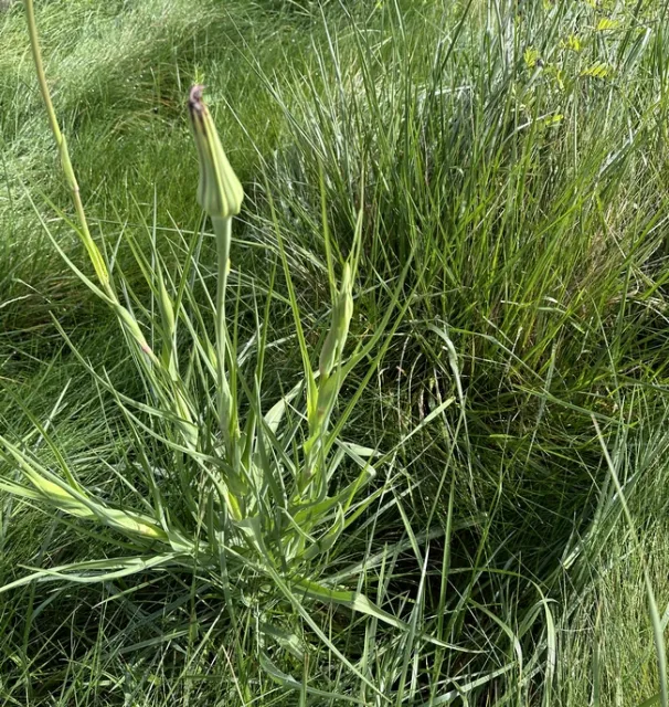 Tragopogon porrifolius Flower Bud
