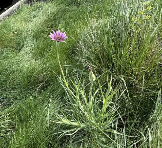 Tragopogon porrifolius Plant