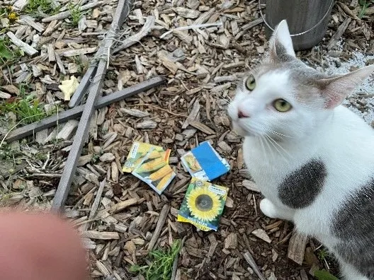 Snugs and the seed packets. Photos by Brenda Altman