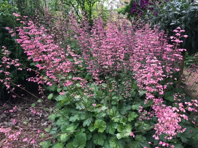 Ruth Storer Coral Bells.