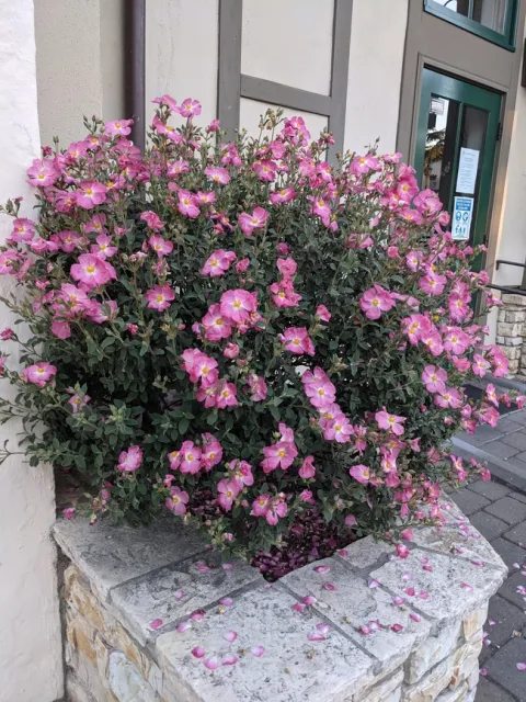 PXL 20210525 025656229