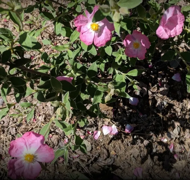 photos by Nanelle Jones-Sullivan