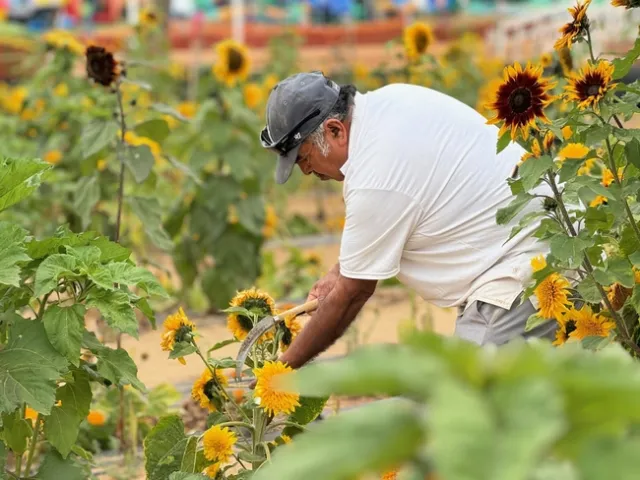 Los sembradíos de girasoles son de los más visitados dentro del agroturismo.