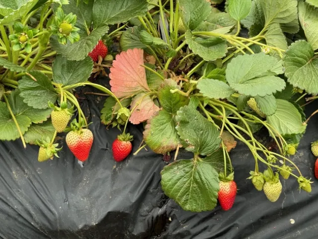 En California hay cientos de cultivos de fresas a los que se puede ir y hacer turismo local.