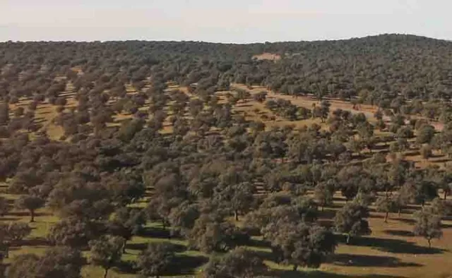 Cork oak (Quercus suber) in Spain. Joseph Connell