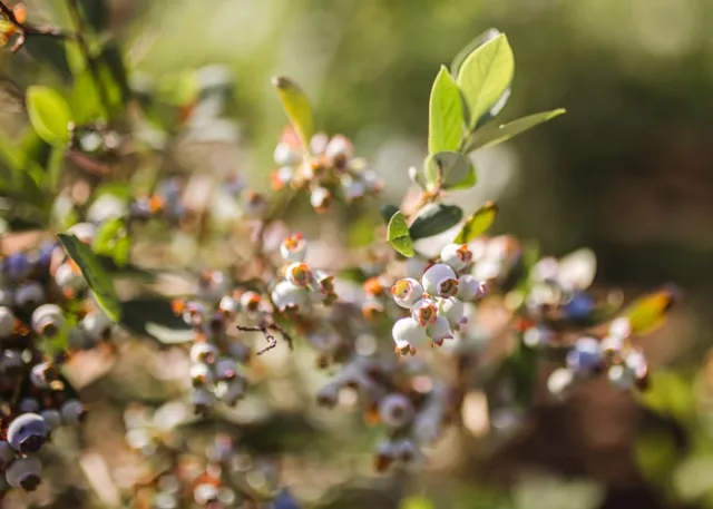 After harvesting berries, cut spent canes to the ground. (Photo: Sarah del Pozo) Sarah del Pozo