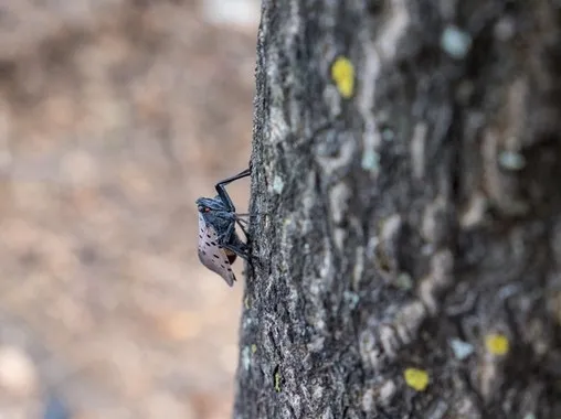 Spotted lanternfly, a pest CDFA is working proactively to keep out of California, strongly prefers tree-of-heaven. (Photo: USDA)