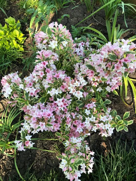 Plants of the Season Fig 3