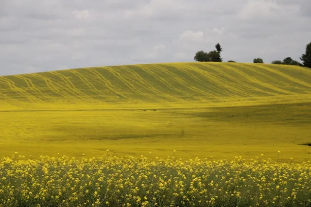 Canola field photo by Keith Arrol