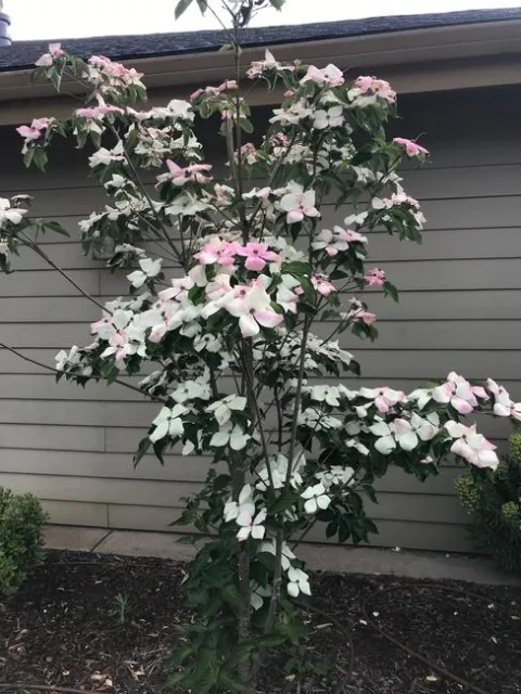 Small pink dogwood.